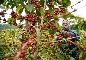 Zimbabwe Coffee Exports Rise 59 Percent as Smallholder Farmers Drive Sector Recovery