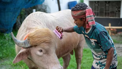 Bangladesh’s ‘Donald Trump’ Buffalo Becomes Viral Attraction Ahead of Eid al-Adha