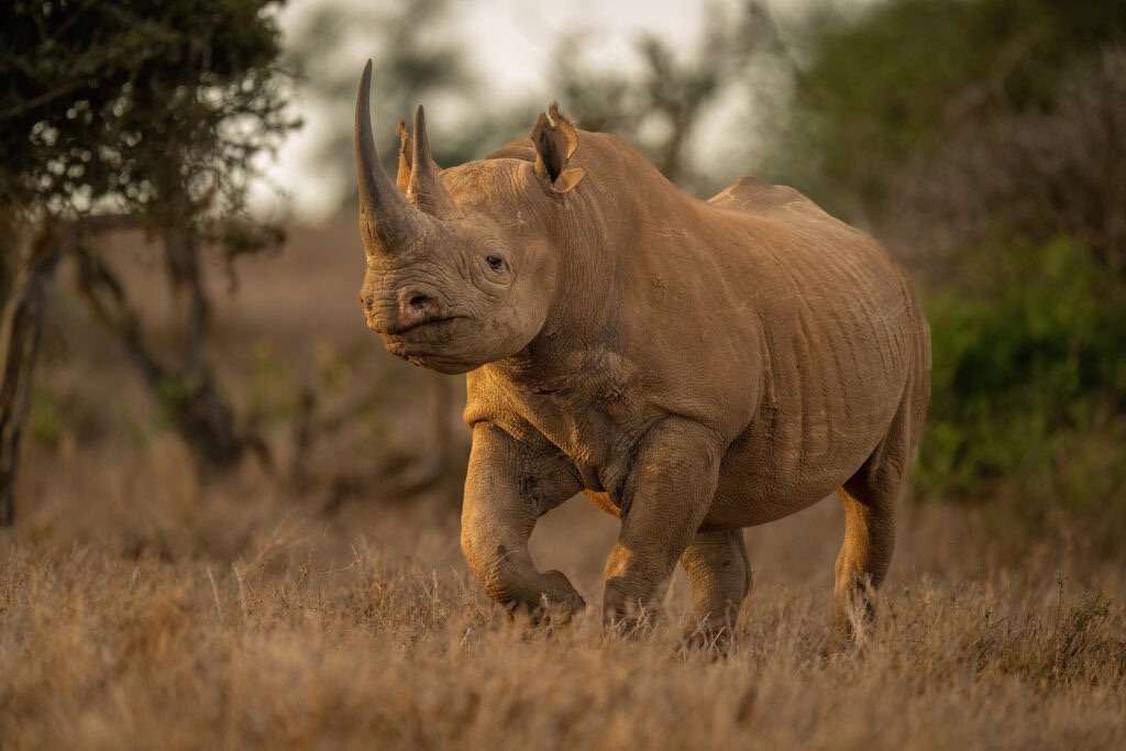 Black Rhinos Return to Zimbabwe’s Matusadona National Park After 30 Years